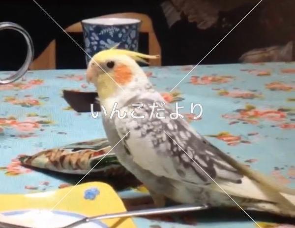 コメントの画像