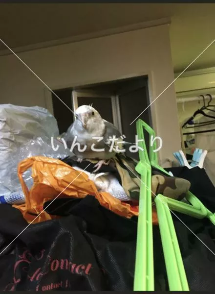 コメントの画像