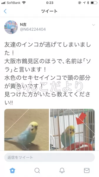 コメントの画像