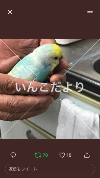 コメントの画像