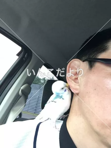 コメントの画像