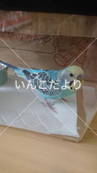 コメントの画像