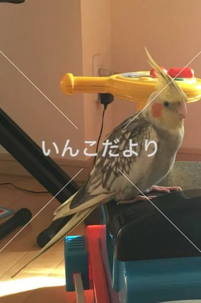 コメントの画像