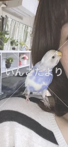 コメントの画像