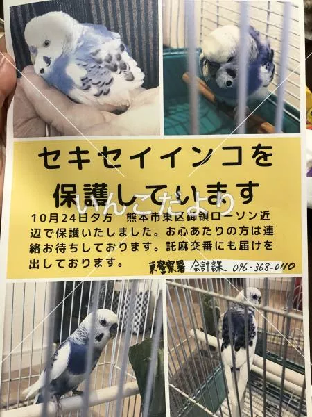 コメントの画像