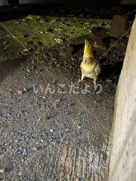 コメントの画像