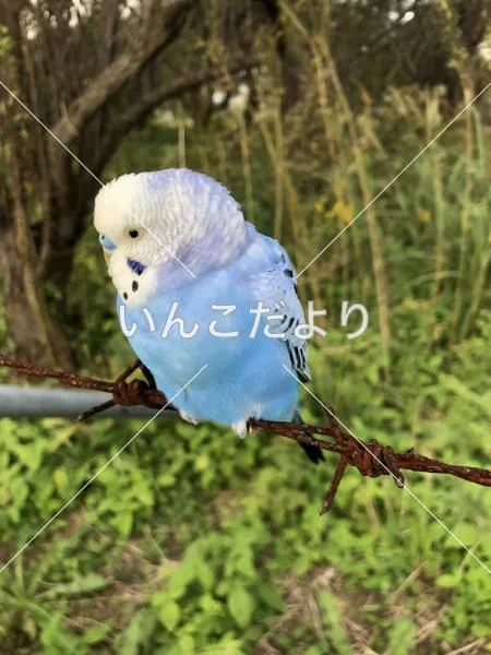 コメントの画像