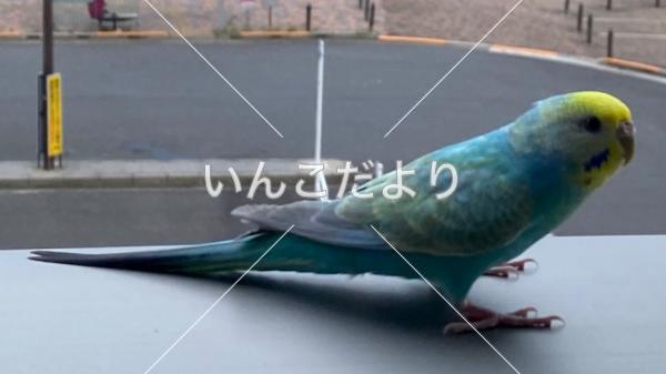 コメントの画像