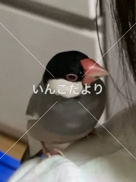 コメントの画像