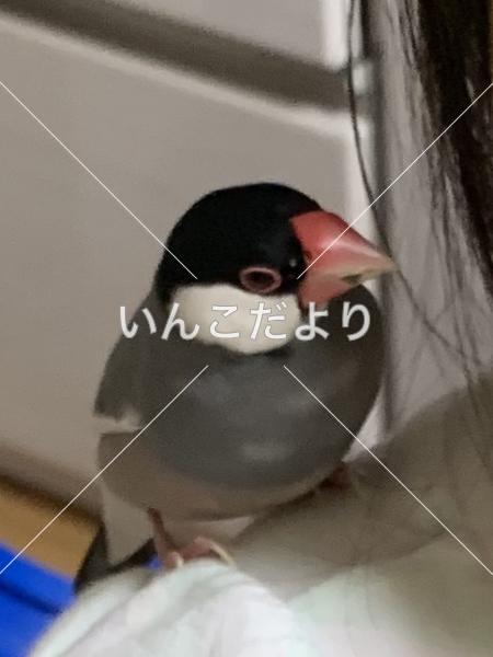 コメントの画像