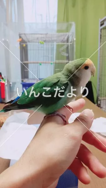 コメントの画像