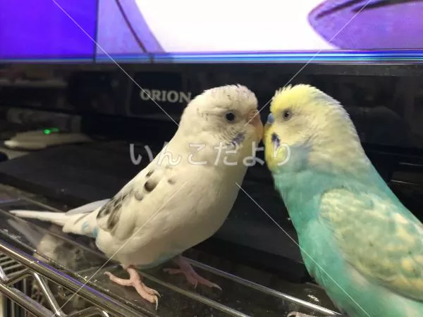 コメントの画像