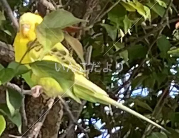 コメントの画像