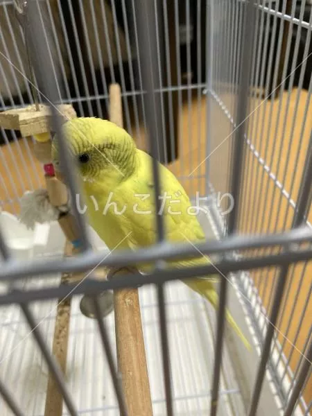 コメントの画像