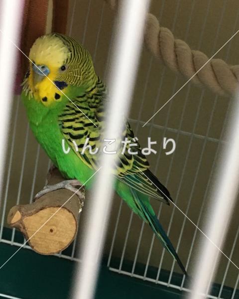 コメントの画像