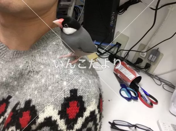 コメントの画像