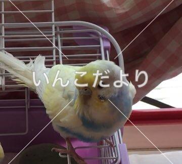 コメントの画像