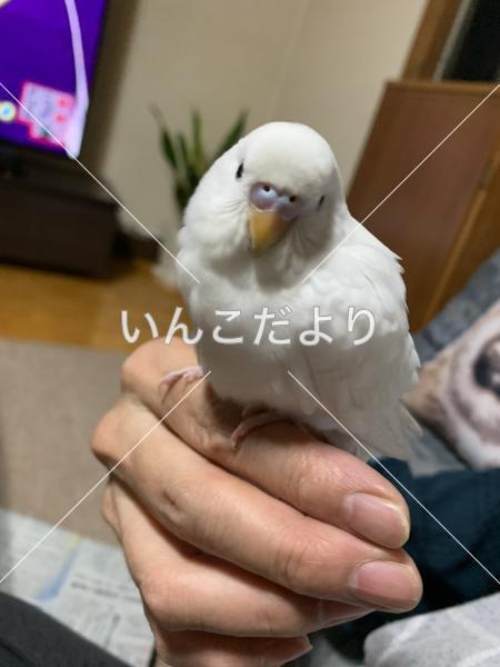 コメントの画像