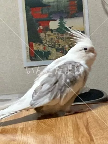 コメントの画像