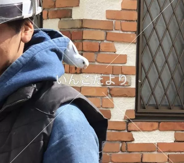 コメントの画像