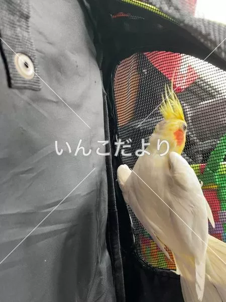 コメントの画像