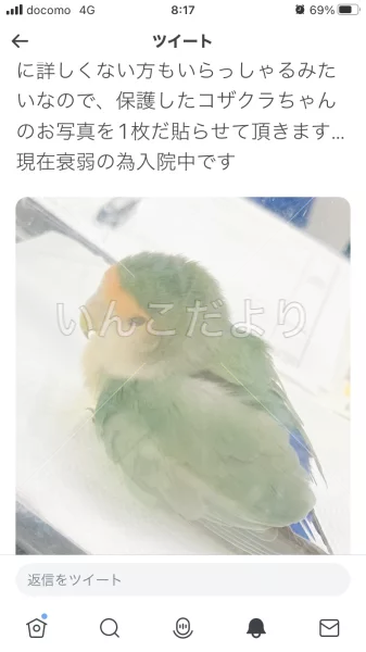 コメントの画像