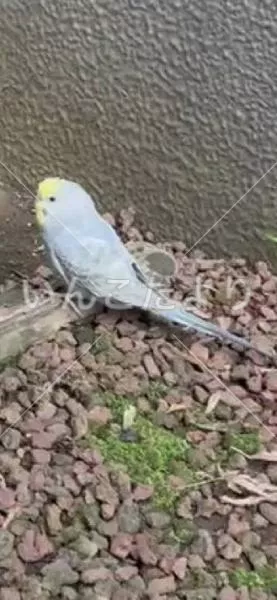 コメントの画像