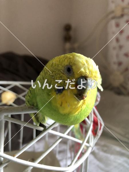 コメントの画像