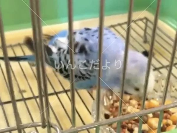 コメントの画像