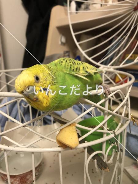 コメントの画像