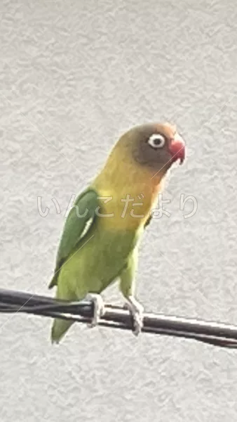 コメントの画像