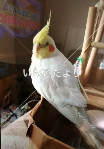 コメントの画像