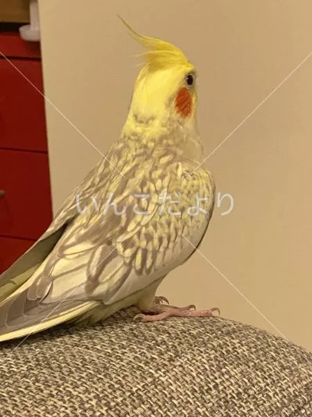 コメントの画像