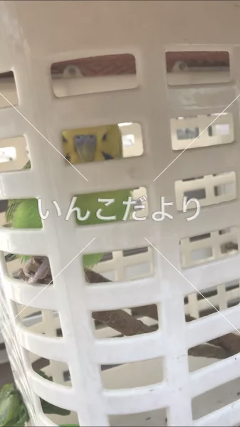 コメントの画像