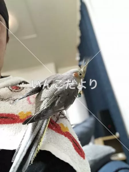 コメントの画像