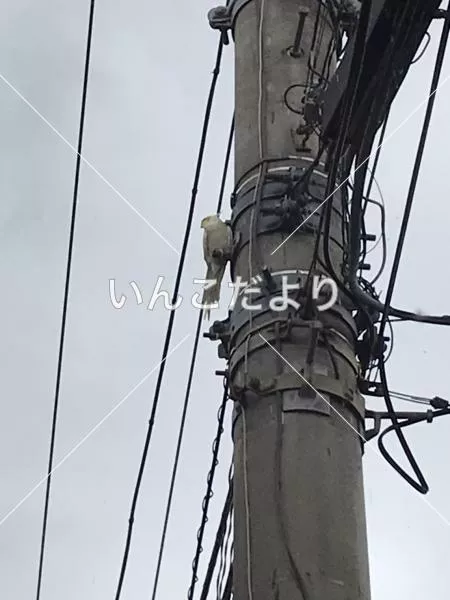 コメントの画像