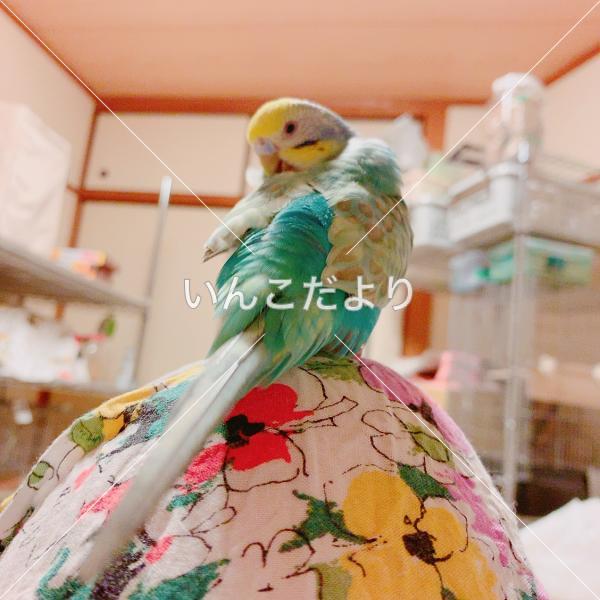 コメントの画像