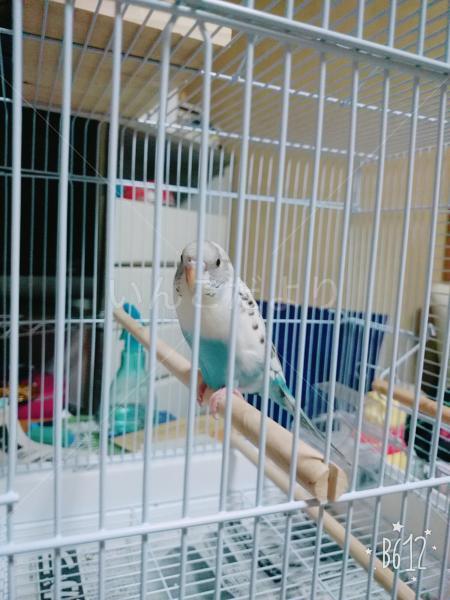 コメントの画像