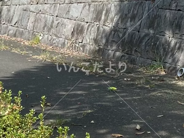 コメントの画像