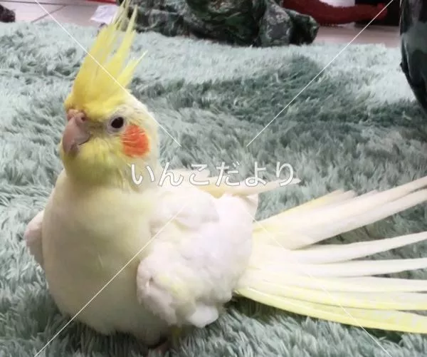 コメントの画像