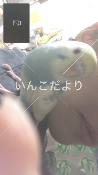 コメントの画像