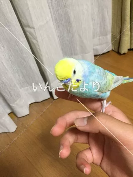 コメントの画像