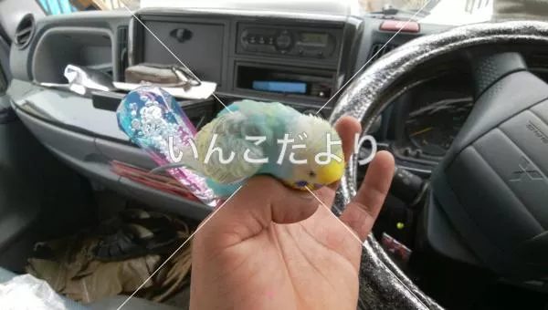 コメントの画像