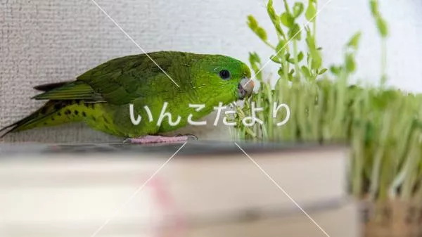 コメントの画像