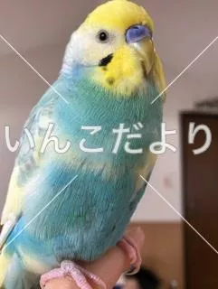 コメントの画像