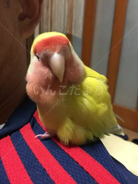 コメントの画像