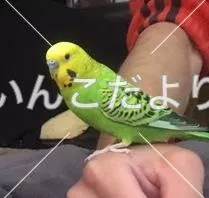 コメントの画像