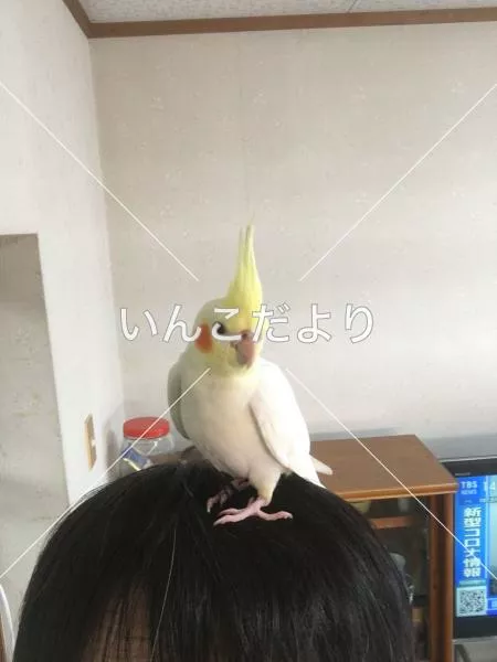 コメントの画像