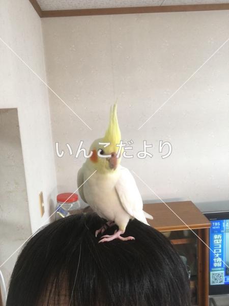 コメントの画像
