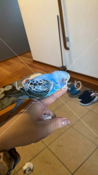 コメントの画像